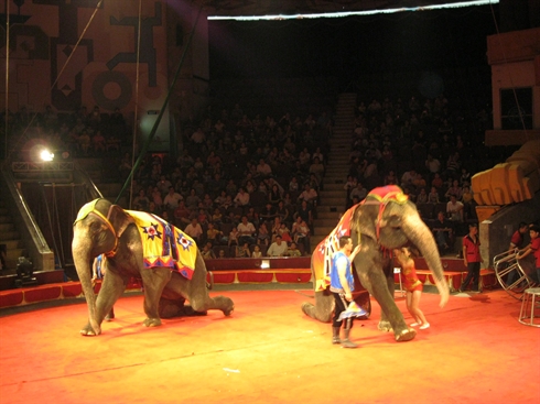 Le cirque animalier sur un fil d'équilibriste